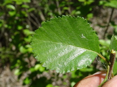 Betula fruticosa