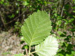Betula fruticosa