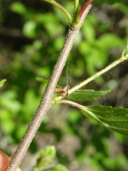 Betula fruticosa