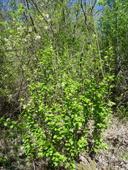 Betula fruticosa