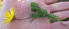 Ursinia paleacea