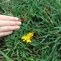 Cichorieae