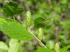 Betula fruticosa