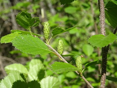 Betula fruticosa