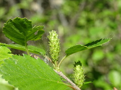 Betula fruticosa