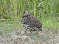 Pternistis icterorhynchus