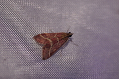 Pyrausta volupialis