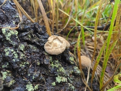 Lycoperdon
