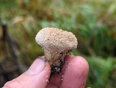 Lycoperdon