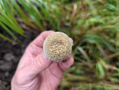 Lycoperdon