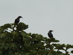 Sturnus unicolor