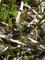 Galium trifidum