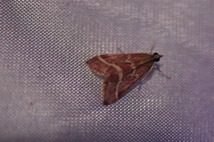 Pyrausta volupialis
