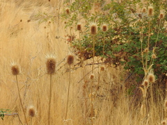 Dipsacus comosus