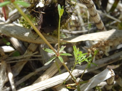 Galium trifidum