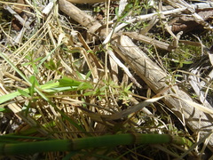 Galium trifidum