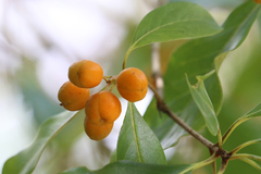 Pittosporum ferrugineum