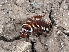 Periplaneta australasiae