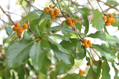 Pittosporum ferrugineum