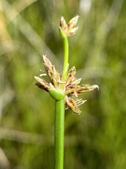 Schoenoplectus decipiens