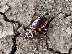 Periplaneta australasiae