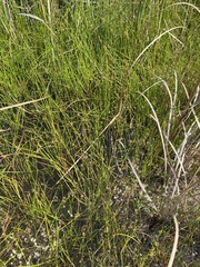 Schoenoplectus decipiens