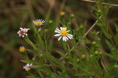 Symphyotrichum lanceolatum