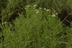 Symphyotrichum lanceolatum