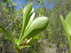 Salix pentandra