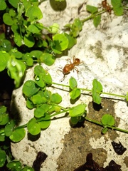 Camponotus hannani