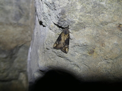 Hypena obesalis