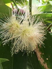 Syzygium
