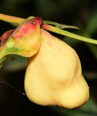 Baizongia pistaciae