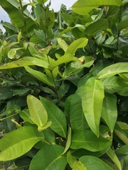 Syzygium