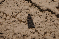 Acrobasis tricolorella