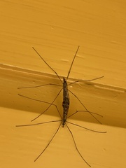 Tipula