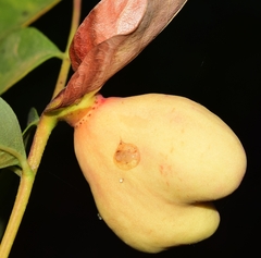 Baizongia pistaciae