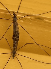 Tipula