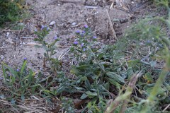 Echium rosulatum