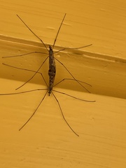 Tipula