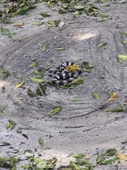 Laticauda saintgironsi