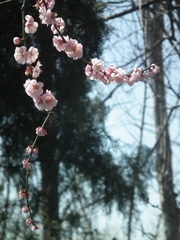Prunus davidiana