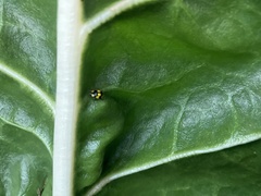 Illeis galbula