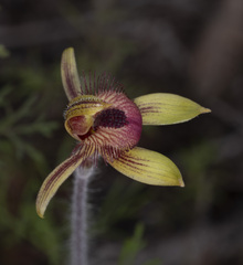 Caladenia discoidea