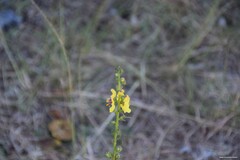 Verbascum virgatum