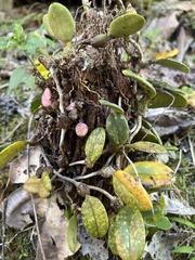 Bulbophyllum