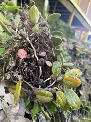 Bulbophyllum