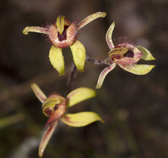 Caladenia discoidea