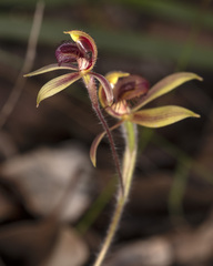 Caladenia discoidea