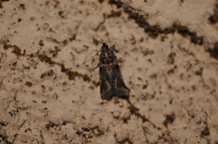 Acrobasis tricolorella